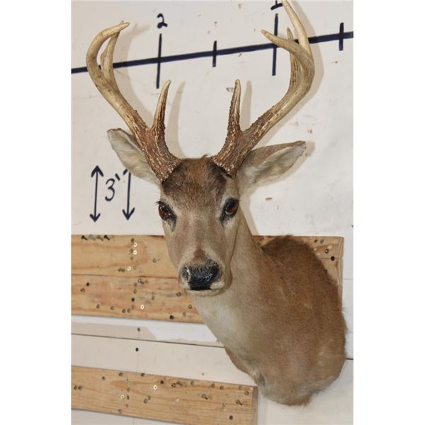 8-Point BLACK TAIL DEER Shoulder Mount