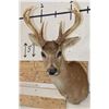 Image 1 : 8-Point BLACK TAIL DEER Shoulder Mount