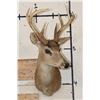 Image 2 : 8-Point BLACK TAIL DEER Shoulder Mount