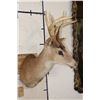 Image 3 : 8-Point BLACK TAIL DEER Shoulder Mount