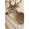 Image 5 : 8-Point BLACK TAIL DEER Shoulder Mount