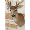 Image 6 : 8-Point BLACK TAIL DEER Shoulder Mount