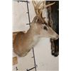 Image 7 : 8-Point BLACK TAIL DEER Shoulder Mount