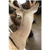 Image 8 : 8-Point BLACK TAIL DEER Shoulder Mount