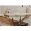 Image 9 : 8-Point BLACK TAIL DEER Shoulder Mount