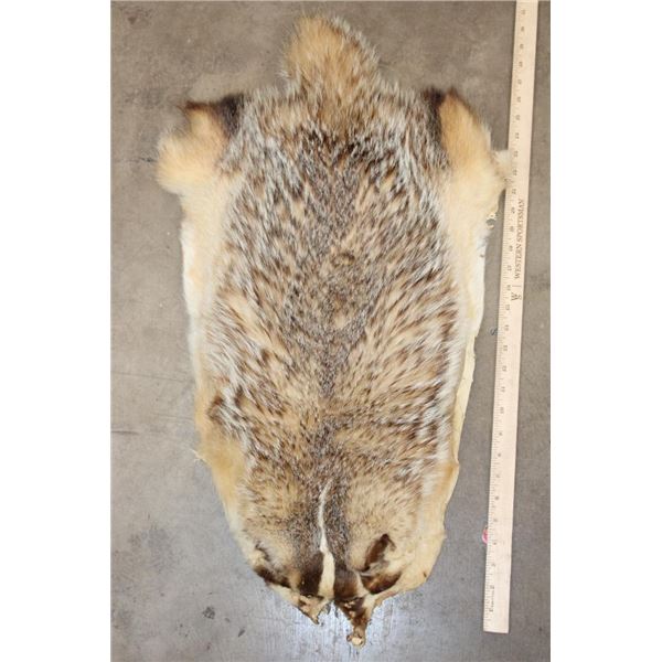 North American BADGER Hide