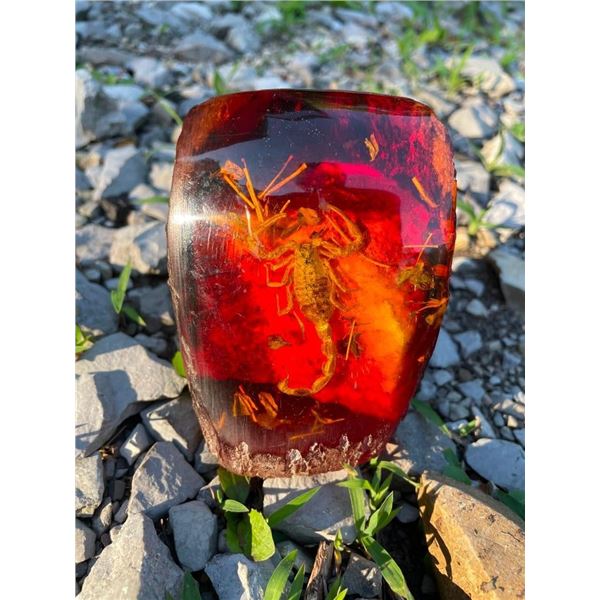 Real SCORPION Specimen in Simulated Amber