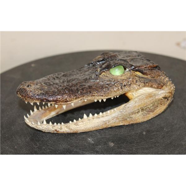 Baby ALLIGATOR Head with Marble Eyes