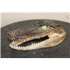 Image 1 : Baby ALLIGATOR Head with Marble Eyes