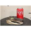 Image 2 : Baby ALLIGATOR Head with Marble Eyes