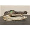 Image 3 : Baby ALLIGATOR Head with Marble Eyes