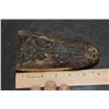 Image 9 : Baby ALLIGATOR Head with Marble Eyes