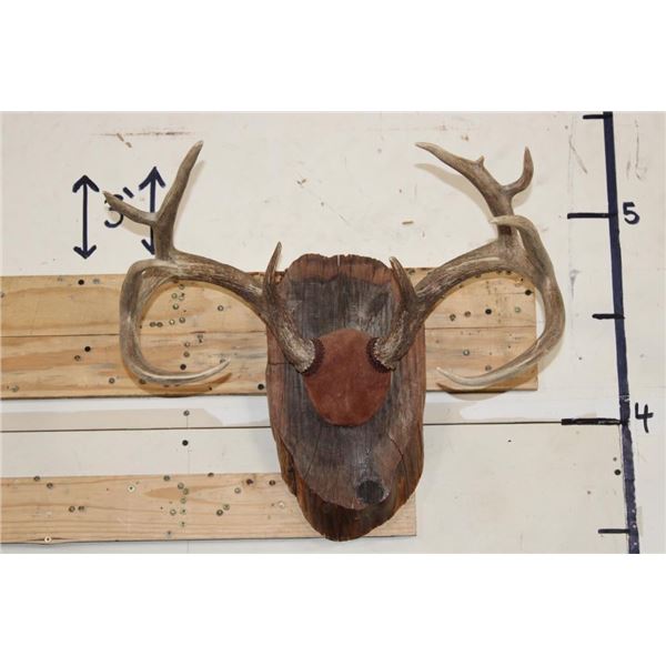 10-Point WHITETAIL DEER Antler Rack on a Rustic Wood Plaque