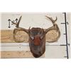 Image 1 : 10-Point WHITETAIL DEER Antler Rack on a Rustic Wood Plaque