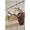 Image 2 : 10-Point WHITETAIL DEER Antler Rack on a Rustic Wood Plaque