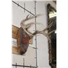 Image 3 : 10-Point WHITETAIL DEER Antler Rack on a Rustic Wood Plaque