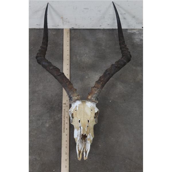 IMPALA Skull