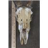 Image 5 : IMPALA Skull