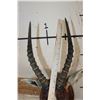Image 11 : *TEXAS RESIDENTS ONLY* BONTEBOK Shoulder Mount