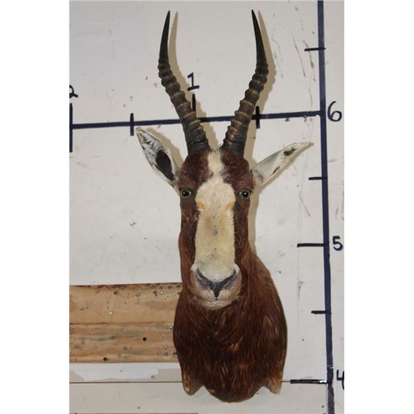*TEXAS RESIDENTS ONLY* BONTEBOK Shoulder Mount