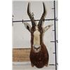 Image 1 : *TEXAS RESIDENTS ONLY* BONTEBOK Shoulder Mount