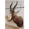 Image 2 : *TEXAS RESIDENTS ONLY* BONTEBOK Shoulder Mount