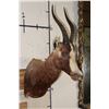 Image 3 : *TEXAS RESIDENTS ONLY* BONTEBOK Shoulder Mount