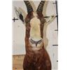 Image 5 : *TEXAS RESIDENTS ONLY* BONTEBOK Shoulder Mount