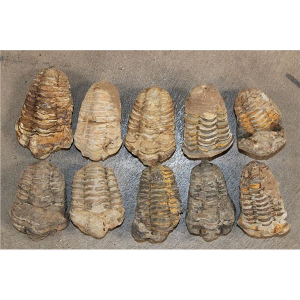 (10) TRILOBITE Fossil Specimens from Morocco (ONE$)