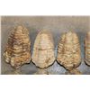 Image 3 : (10) TRILOBITE Fossil Specimens from Morocco (ONE$)