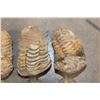 Image 4 : (10) TRILOBITE Fossil Specimens from Morocco (ONE$)