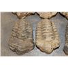Image 5 : (10) TRILOBITE Fossil Specimens from Morocco (ONE$)