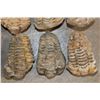 Image 6 : (10) TRILOBITE Fossil Specimens from Morocco (ONE$)