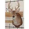 Image 1 : 8-Point WHITETAIL DEER Shoulder Mount on a Wooden Plaque