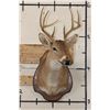 Image 2 : 8-Point WHITETAIL DEER Shoulder Mount on a Wooden Plaque