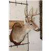 Image 3 : 8-Point WHITETAIL DEER Shoulder Mount on a Wooden Plaque