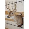 Image 4 : 8-Point WHITETAIL DEER Shoulder Mount on a Wooden Plaque