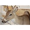 Image 5 : 8-Point WHITETAIL DEER Shoulder Mount on a Wooden Plaque