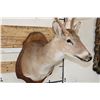 Image 7 : 8-Point WHITETAIL DEER Shoulder Mount on a Wooden Plaque