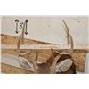 Image 8 : 8-Point WHITETAIL DEER Shoulder Mount on a Wooden Plaque