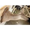 Image 9 : 8-Point WHITETAIL DEER Shoulder Mount on a Wooden Plaque