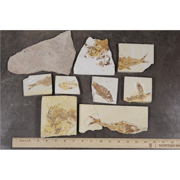 (9) FISH FOSSIL Fragments,  Weight: 4lbs 4oz (ONE$)