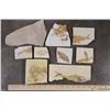 Image 1 : (9) FISH FOSSIL Fragments,  Weight: 4lbs 4oz (ONE$)