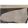 Image 2 : (9) FISH FOSSIL Fragments,  Weight: 4lbs 4oz (ONE$)
