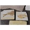 Image 4 : (9) FISH FOSSIL Fragments,  Weight: 4lbs 4oz (ONE$)