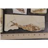 Image 7 : (9) FISH FOSSIL Fragments,  Weight: 4lbs 4oz (ONE$)