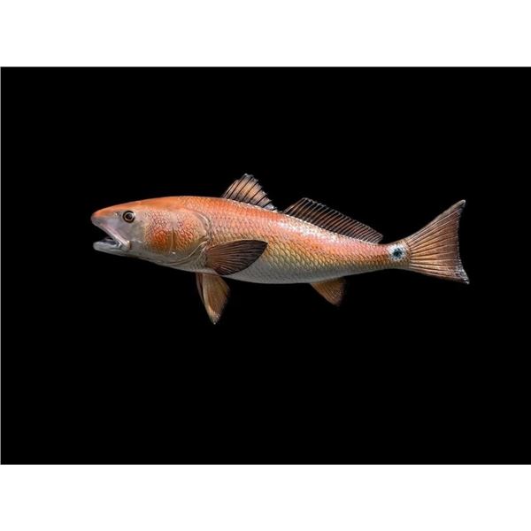 *New* Reproduction RED FISH Mount