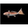 Image 4 : *New* Reproduction RED FISH Mount