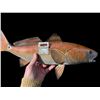 Image 5 : *New* Reproduction RED FISH Mount