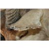 Image 10 : WATERBUCK Shoulder Mount